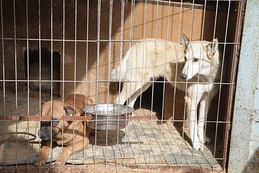 За три месяца в Калуге отловили 68 бездомных собак
