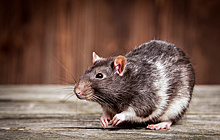 Эксперты призвали не выбрасывать на улицу подаренных на Новый год крыс