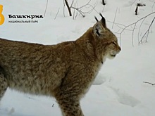 Целое семейство рысей попало в фотоловушку национального парка «Башкирия»
