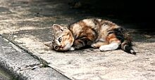 Девушка нашла умирающего котенка под скамейкой и забрала к себе домой. Когда он вырос, стал знаменитым