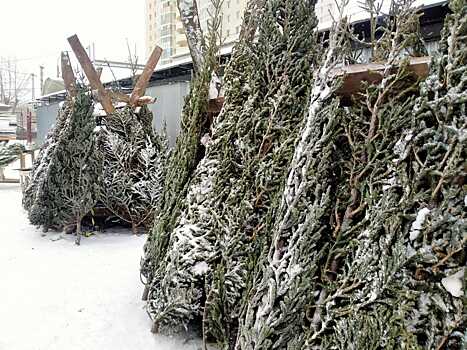 В Новосибирске продавцы сообщили о подорожании новогодних ёлок на 30%