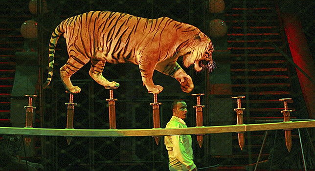 Тигр напал на сотрудника цирка