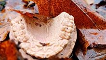 В петербургском парке грибник обнаружил человеческие челюсти