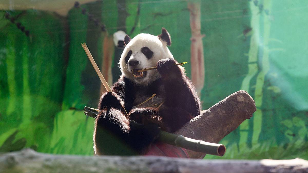 «Папа на работе»: Московский зоопарк показал кадры неспешных будней панды Жуи