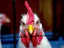 Украинских солдат у Димитрова съели куры