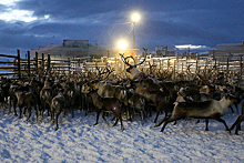Университет Арктики подготовит программу для оленеводов России и Норвегии