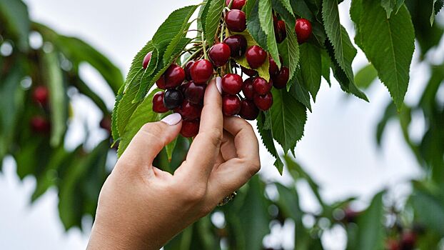 В Роспотребнадзоре перечислили самые полезные июньские ягоды