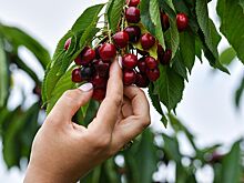 В Роспотребнадзоре перечислили самые полезные июньские ягоды