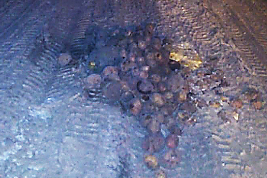 В российском городе дорожные ямы заделали картошкой