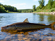 В Ханты-Мансийске полицейские задержали трех человек из-за краснокнижной рыбы