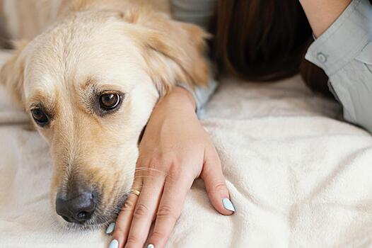 The Sun: жёлтый кал и белая рвота говорят о серьёзных заболеваниях у собак