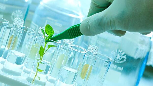 Подсолнечник в лабораторных условиях научатся выращивать воспитанники центра ДНК в Вологде