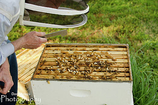 В Подмосковье намерены законодательно отрегулировать пчеловодство