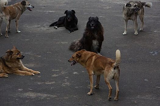 Изъеденного собаками сторожа нашли в Красноярске