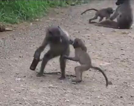 Забавная разборка бабуинов, не поделивших бутылку, попала на видео в ЮАР