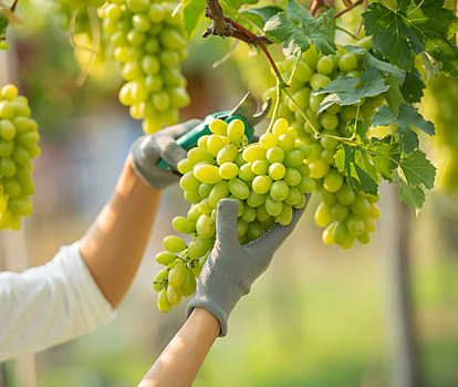 Виноделы и эксперты оценили старт весенних работ в донских виноградниках