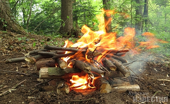 Курские предприниматели нарушили законодательство о пожбезопасности в лесах