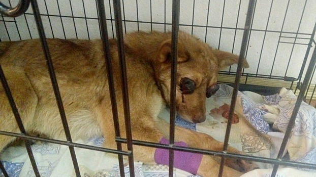 Живодеры в Тюмени: собака с выбитыми глазами и пулей в голове