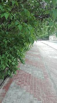 "Сам себе гаишник": калининградцы жалуются на ветки деревьев, закрывающие светофор и дорожные знаки