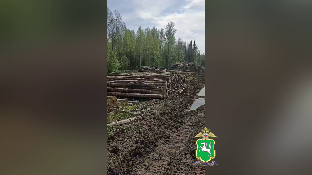 Полиция устанавливает лиц, незаконно спиливших свыше 3000 деревьев у Кузовлевского тракта в Томске