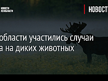 В Ленобласти участились случаи наезда на диких животных