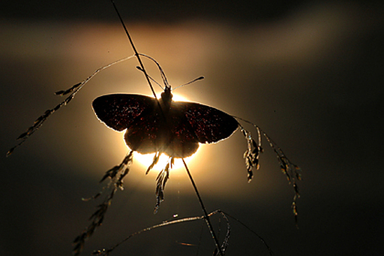 В Дагестане нашли пять новых для России видов бабочек