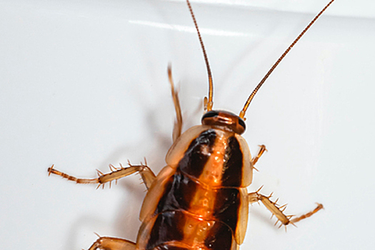 Огромный таракан спрятался в ухе ничего не подозревающего мужчины