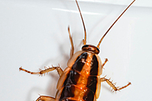 Огромный таракан спрятался в ухе ничего не подозревающего мужчины