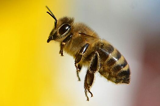 Смертельная схватка осы и пчелы шокировала пользователей сети