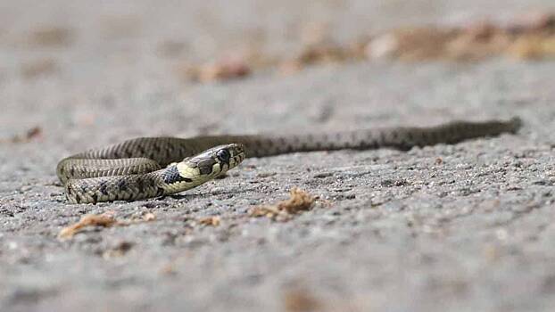 Женщина попала в реанимацию после укуса гадюки, которую пыталась спасти