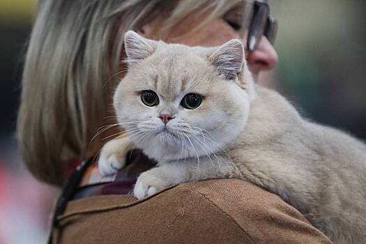 Британская короткошерстная кошка. Описание породы и особенности ухода