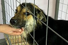 «Беседы не действуют»: в Приамурье ввели штрафы за нарушения в приютах для животных