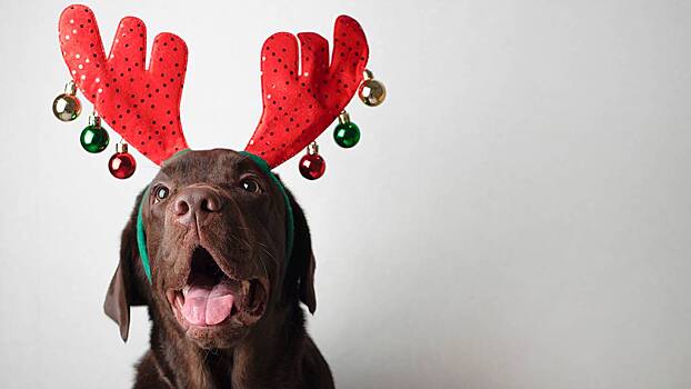 Как подготовить питомца к новогодним праздникам