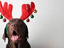 Как подготовить питомца к новогодним праздникам