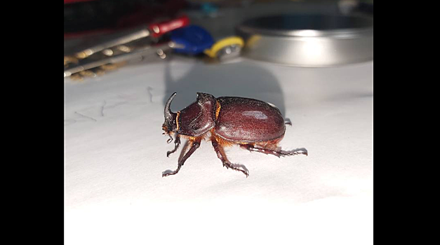 В Лефортове встретили редкого жука
