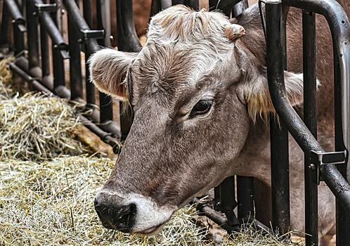 Есть ли у скота устойчивость к кормам с высоким содержанием нитратов?
