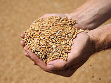 РФ и Иран предварительно согласовали поставки российской пшеницы