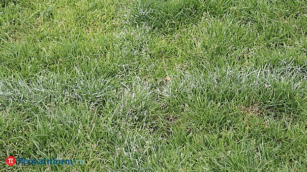 В Пензе тестируют комплекс для фиксации нарушений благоустройства