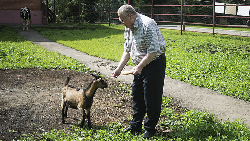 Лидер ЛДПР Владимир Жириновский показал свою ферму, где проживают козы, коровы, куры, гуси и кролики.