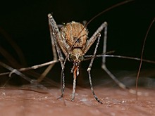 Эпидемиолог предупредил об опасности заражения «малой чумой» от мух и комаров