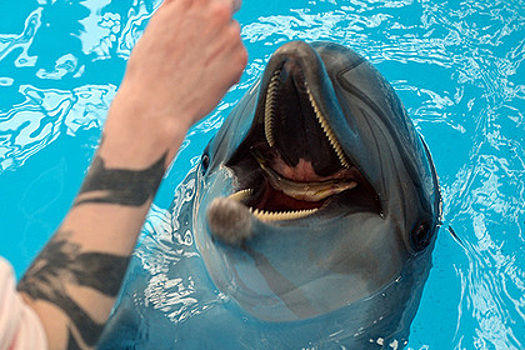 «Роснефть» профинансирует изучение дельфинов