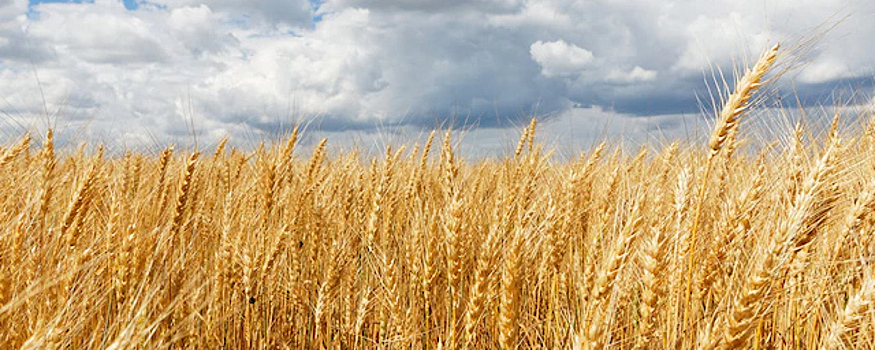 В Адыгее увеличили посевные площади под озимые зерновые