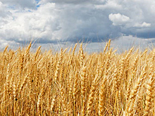 В Адыгее увеличили посевные площади под озимые зерновые