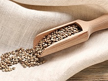 Конопля - трава в законе