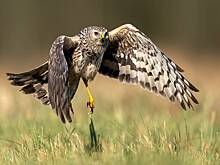 В российском регионе полевой лунь потерял способность летать из-за машины и попал к людям