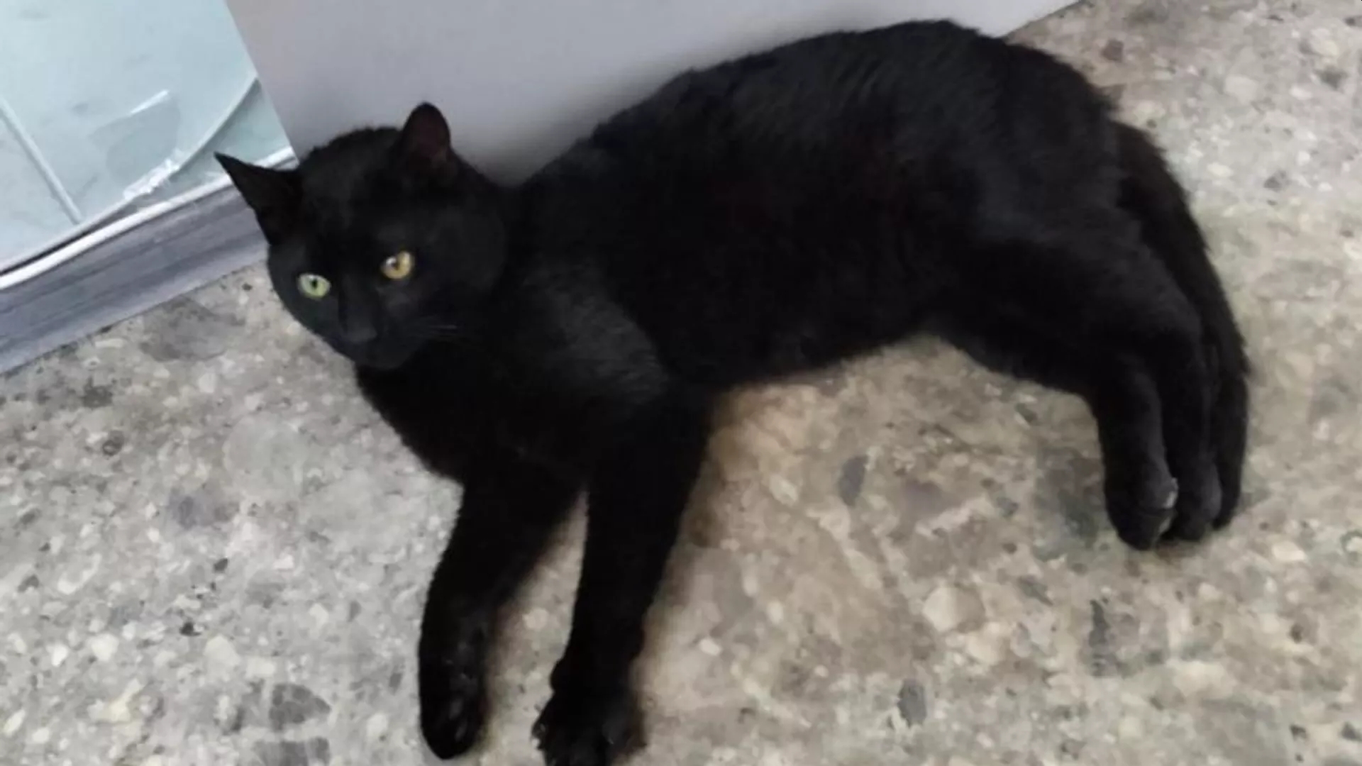 Спасенный кот Бурак останется в России