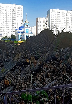 В Курске на проспекте Клыкова уже месяц не убирают спиленные деревья
