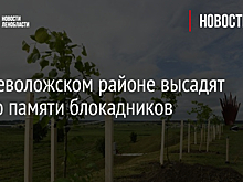 Во Всеволожском районе высадят Аллею памяти блокадников