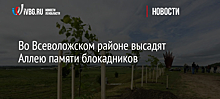 Во Всеволожском районе высадят Аллею памяти блокадников