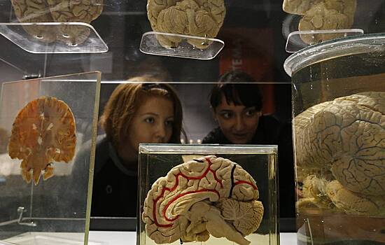Раскрыта тайна человеческого мозга